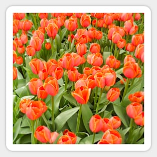 Orange Tulips Sticker